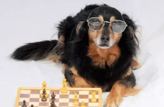 How Smart Pet Gadgets Are Changing the Way We Care for Our Pets