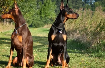 How Smart Sensors Can Improve Your Understanding of Your Pet’s Behavior