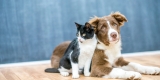 How Can I Find the Right Pet Insurance for My Furry Friend?