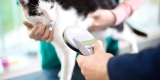 Using Smart Pet Devices to Track Your Pet’s Activity and Health